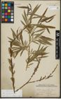 Foto von Salix purpurea L. x Salix viminalis L.